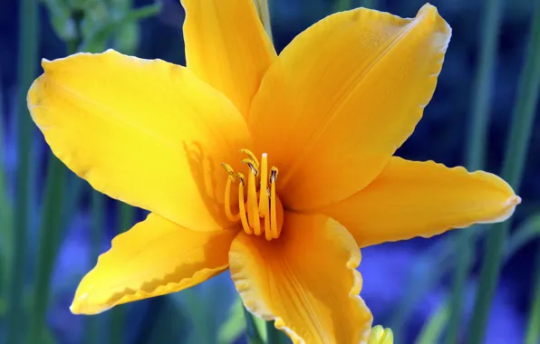 Flower, yellow, nature, plant, stamens, daylilies