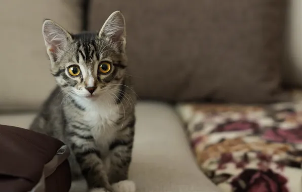 Cat, look, background