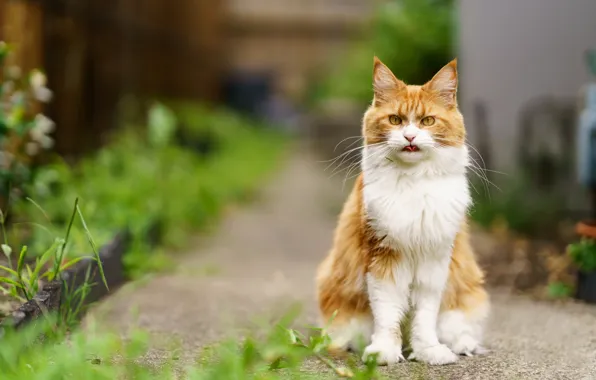 Language, cat, summer, cat, look, face, nature, pose