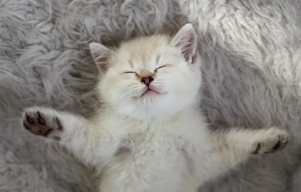 Cat, pose, kitty, grey, sleep, legs, sleeping, lies