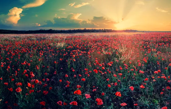 Picture summer, sunset, flowers, Maki, the evening, poppy field