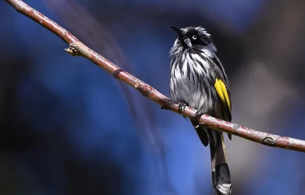 Look, light, bird, branch, blue background, bokeh, honey badger, The white-eyed honey lover