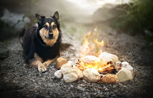 Each, dog, the fire