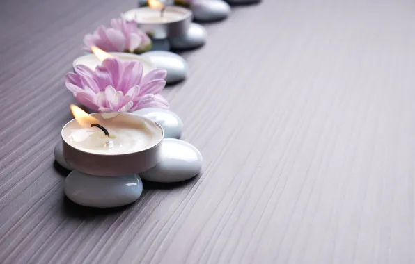 Flowers, stones, chrysanthemum, flowers, Spa, Spa, stones, chrysanthemums