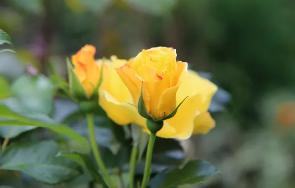 Leaves, flowers, roses, yellow, garden, stem, buds, bokeh