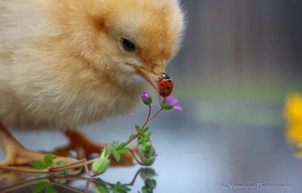 Picture chickens, ladybug, baby