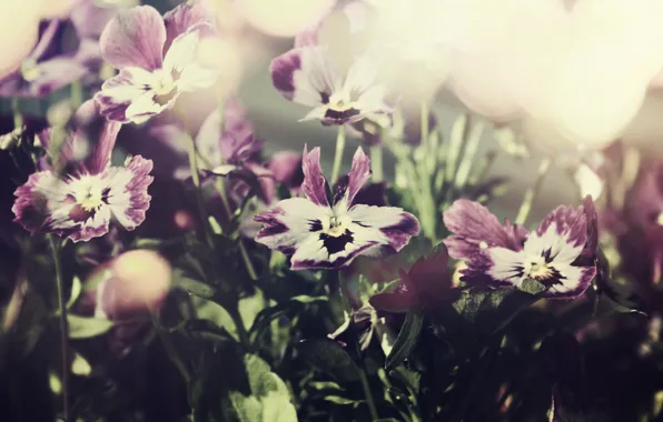 Picture the sky, macro, flowers, photo, purple, Pansy