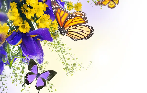 Water, butterfly, flowers, irises, chrysanthemum