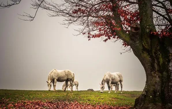 Fog, tree, horses