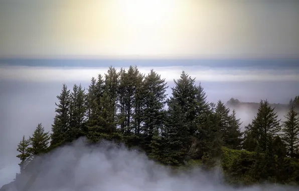 Picture the sky, trees, fog