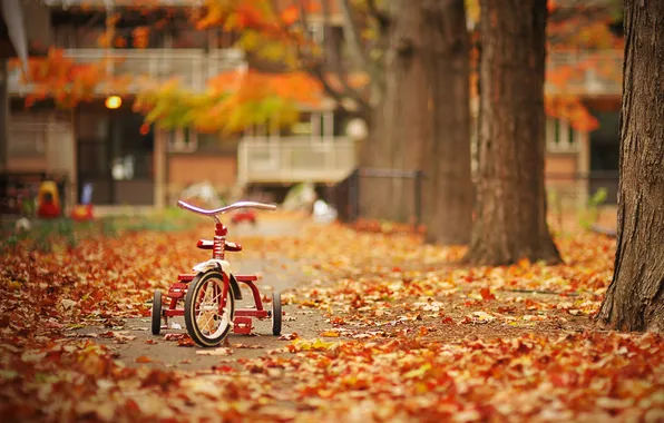 Picture leaves, trees, bike, Park, Autumn