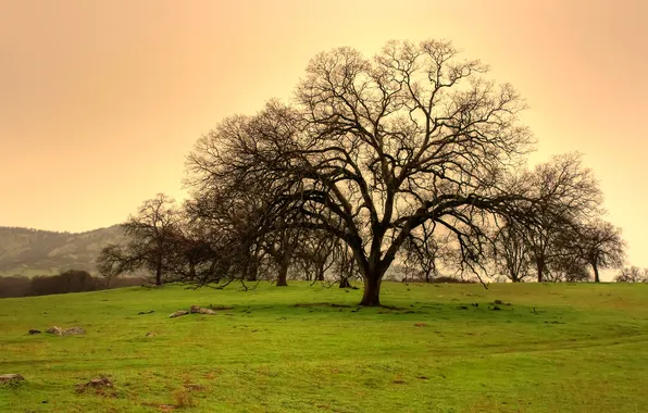 Field, trees, nature, naked