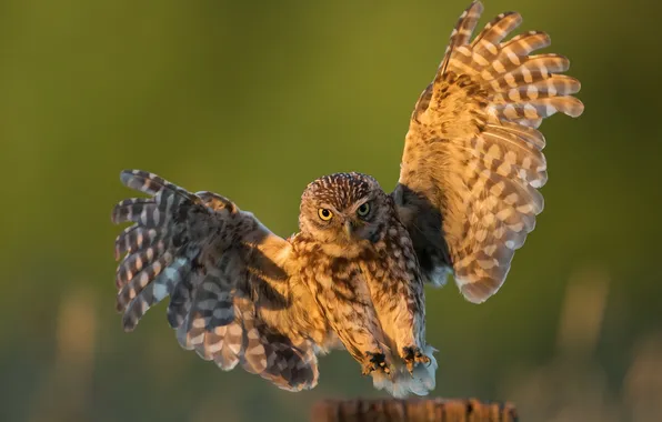 Light, nature, owl, bird