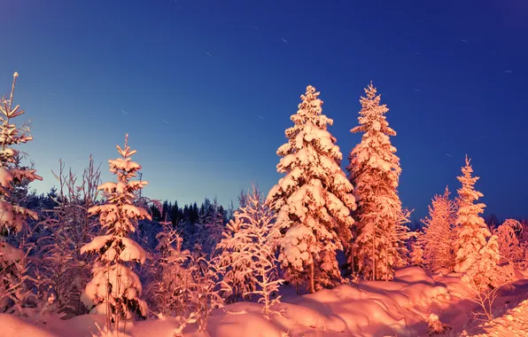 Winter, forest, snow, the evening