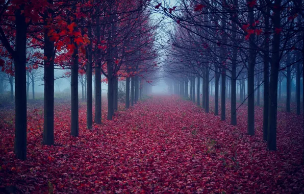 Autumn, leaves, trees, fog