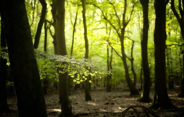 Forest, summer, nature