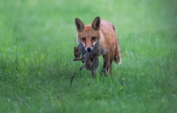 Grass, glade, protein, Fox, hunter, sneaks, mining