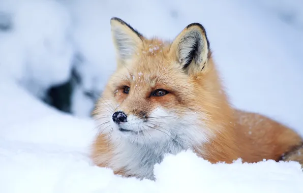 Look, face, snow, Fox, red