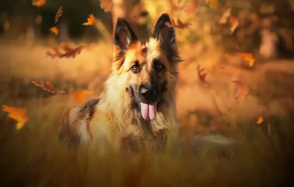 Autumn, each, dog, German shepherd