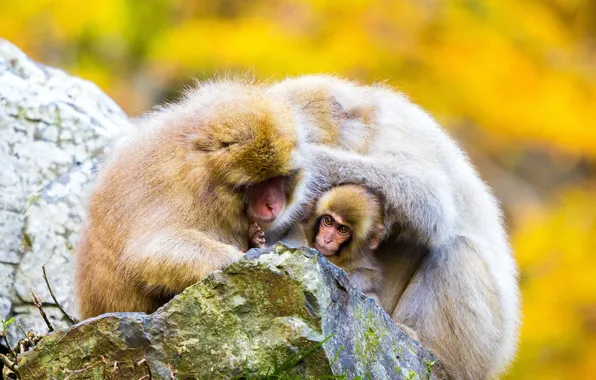 Look, macaques, stone, family, monkey, face, care, cub