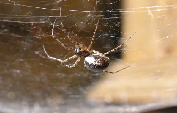 Summer, the sun, web, spider