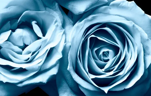 Picture roses, beauty, blue, blue, Roses, beauty