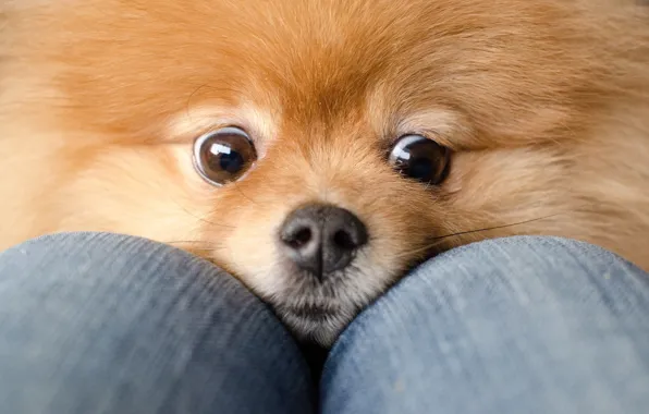 Eyes, dog, jeans, red, knees, Spitz