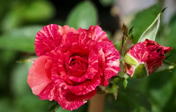 Picture flowers, red, roses, buds
