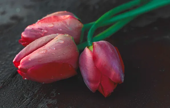 Picture drops, macro, flowers, red, the dark background, Board, bouquet, spring