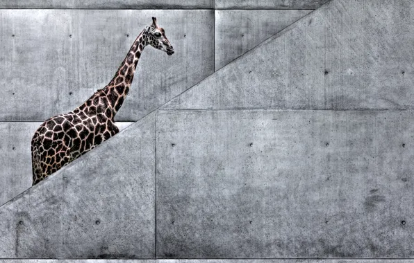 Picture animals, nature, metro, art, giraffe, ladder, Africa, giraffe goes