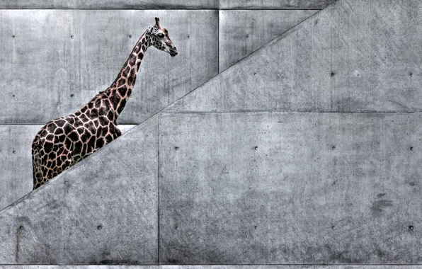 Nature, metro, animal, art, giraffe, ladder, Africa, giraffe goes