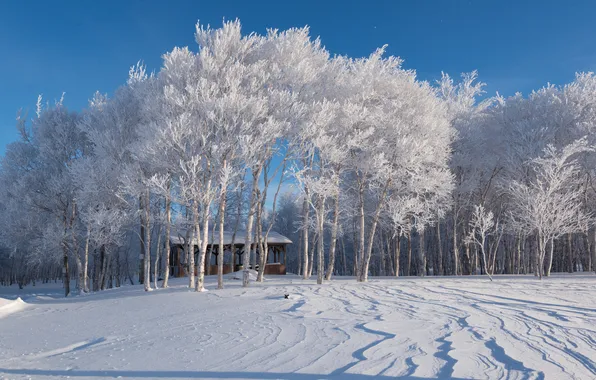 Winter, frost, field, forest, light, snow, trees, nature
