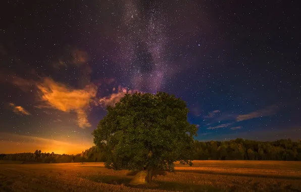 Field, trees, night