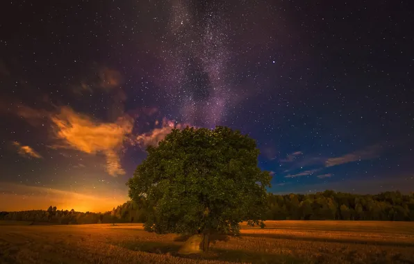Picture field, night, tree