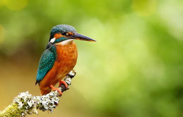 Nature, background, bird