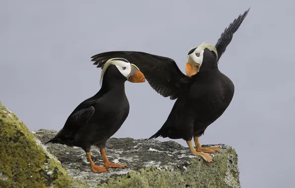 Rocks, bird, wings, beak, stalled