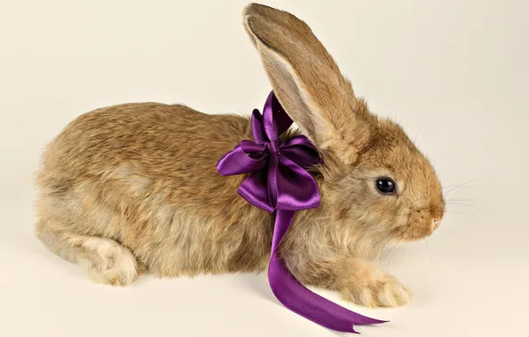 New year, hare, bow, Bunny