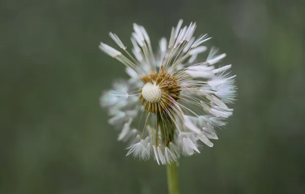 Macro, dandelion, spring, bokeh