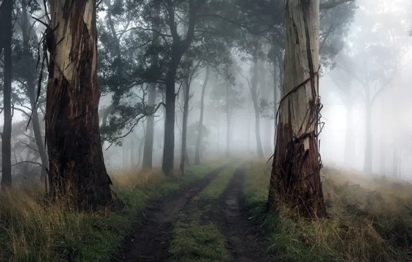 Road, trees, fog