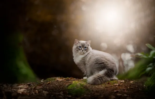 Forest, cat, cat, look, light, nature, glade, foliage