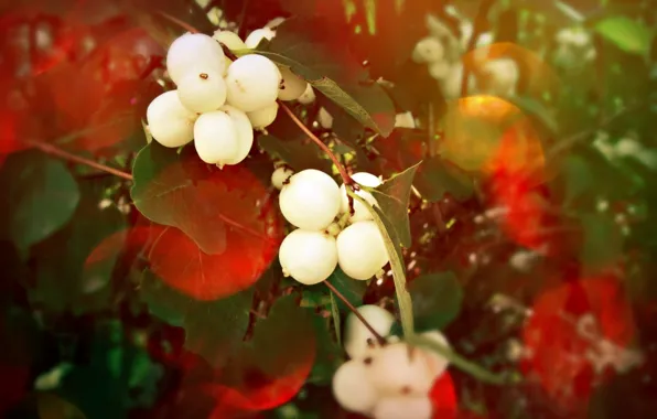 Picture red, glare, berries, the bushes, the snowberry