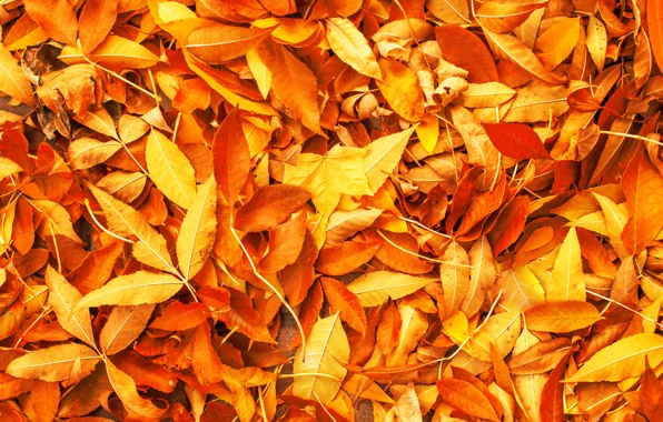 Autumn, leaves, background, yellow, colorful, yellow, background, autumn