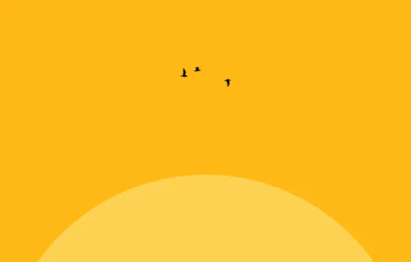 The sun, flight, bird
