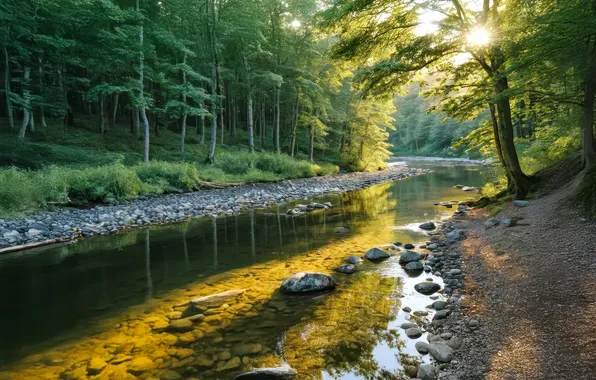 Forest, summer, river