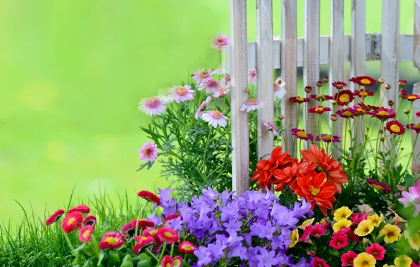 The fence, garden, bells, flowerbed, petunias, Daisy