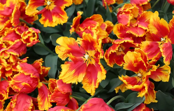 Tulips, Park, Holland