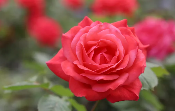 Picture leaves, flowers, red, green, background, roses, garden, buds