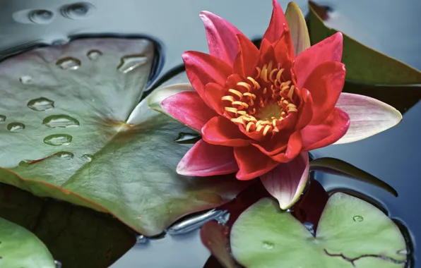 Flower, leaves, drops, pond, red, pond, Nymphaeum, water Lily