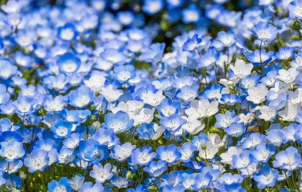 Picture field, flowers, blue, glade, beauty, a lot, Nemophila