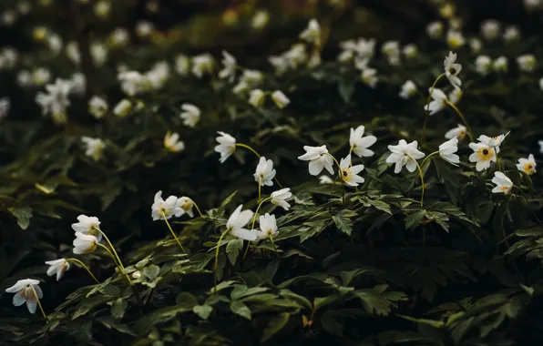 Flowers, Nature, Plant, Plants, Nature, Flowers, Field, Flora